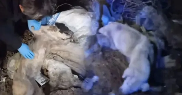 CHP'li Edremit Belediyesi çöplüğünde dehşet: 40 ölü köpek bulundu