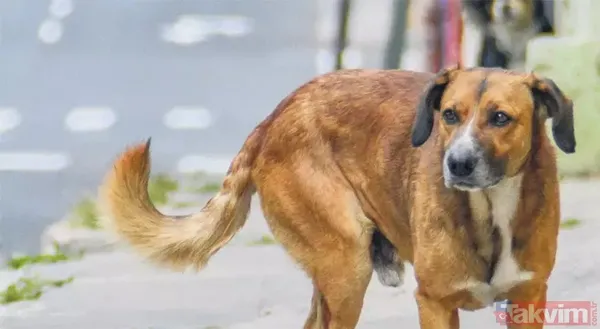 Başıboş sokak köpeği sorununa tarihsel bakış! Atatürk dönemindeki Resmi Gazete'de 'umumi mücade' vurgusu - 13