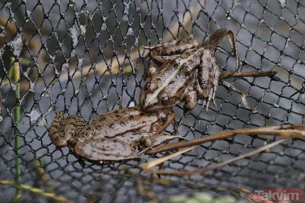 Günlük 900 lira kazanıyorlar! Türkiye'nin birçok ilinden toplanan kurbağalar Avrupa'ya ihraç ediliyor - 29