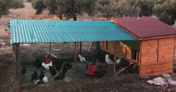 Ruyada Kumes Gormek Ne Anlama Gelir Takvim
