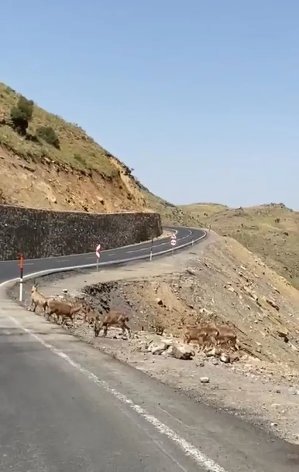 irak-sinirinda-suru-halinde-dag-kecileri-goruntulendi-1656309617762.jpg Irak sınırında sürü halinde dağ keçileri görüntülendi-5