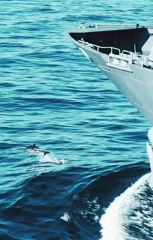 Yunuslar Mavi Vatan'da yalnız bırakmadı