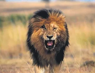 Hoşça kal aslanım