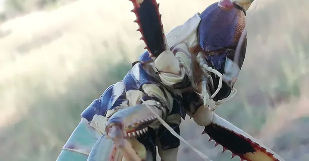 Tarlasında gördü yengeç sandı! 20 santimetre uzunluğunda etçil çekirge