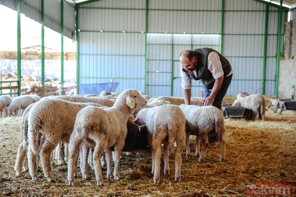 Abi-kardeş kariyerlerini bıraktılar 800 hayvanlı sürü sahibi oldular - 10