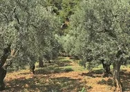 CHP-FETÖ iş birliğiyle Edremitte zeytinlik talanı