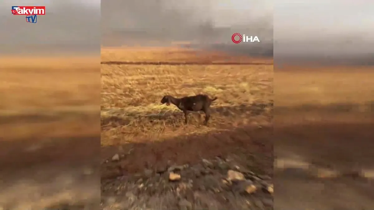 Araban Ovası'nda yangın!