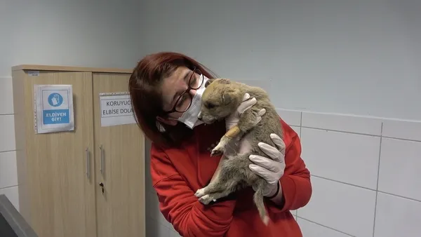 donmaktan-son-anda-kurtarilan-kurt-yavrusu-tedavi-edildi-1640344967764.jpg Donmaktan son anda kurtarılan kurt yavrusu tedavi edildi: Kendi kendini yiyordu-3