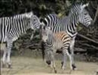 Zebraların Dünyası