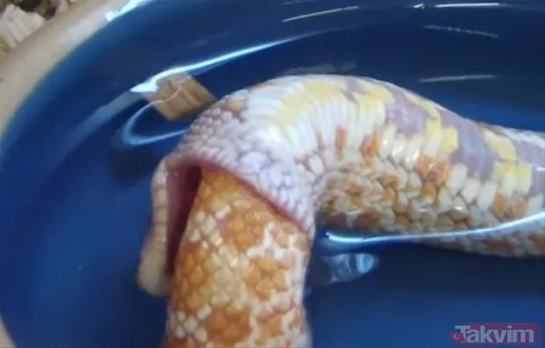 Aslan ve kaplanın (kavgası) karşılaşması hayrete düşürdü! - 16