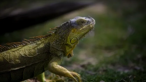 abdnin-florida-eyaletinde-halk-gokten-iguana-yagmasina-karsi-uyarildi-1608889642159.jpg ABD'nin Florida eyaletinde halk gökten iguana yağmasına karşı uyarıldı-4