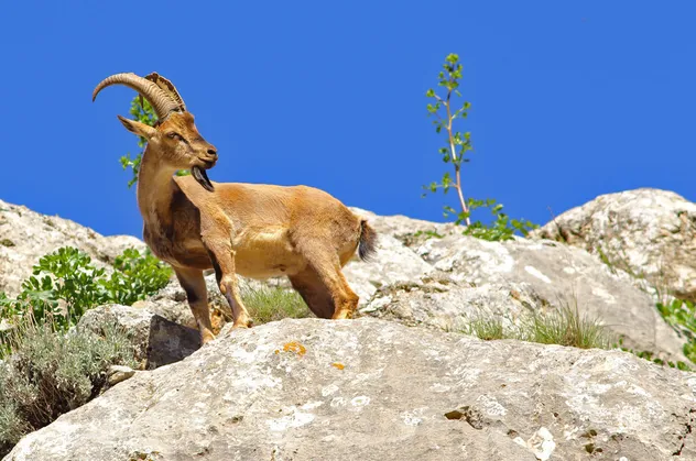 Rüyada yaban keçisi görmek ne anlama gelir?
