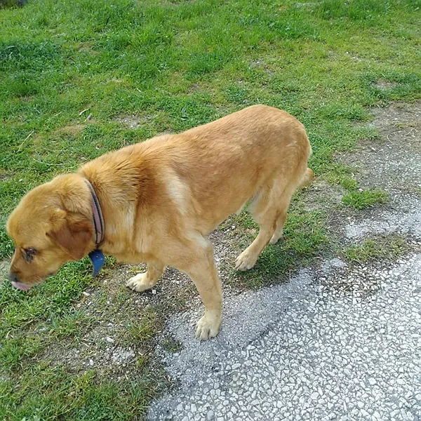 Tokat'ta kan donduran olay! Köpeğin gözlerini oydular-1