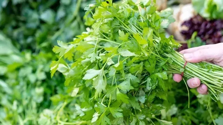 1716295439630.jpeg Bu derdin çaresi meğer ondaymış... Her gün bardak bardak maydanoz suyu içeceksiniz!-2