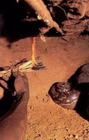 Dev pitonun yuvasına girdi! Ölümü göze aldı...