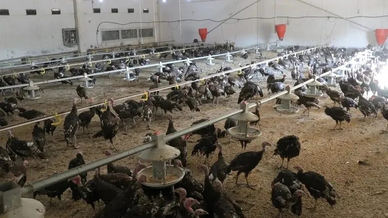 Hindi Çiftliği vurgunu! (takvim.com.tr | Ekran görüntüsü)