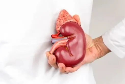 Böbreklerin 5 belası!