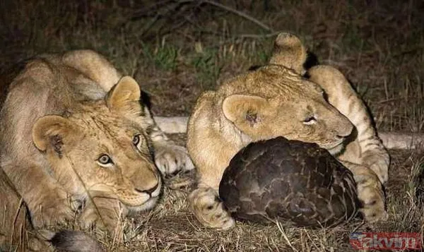 Yılan evcil köpeğe saldırdı! Dehşet dolu anlar... - 23