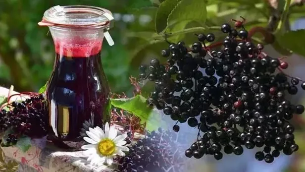 kara-murver-cayi-faydalari-neler-kara-murver-cayi-neye-iyi-gelir-nasil-yapilir-1655729409639.jpeg Kara Mürver çayı neye iyi gelir, nasıl yapılır? Kara Mürver çayı faydaları neler?-6