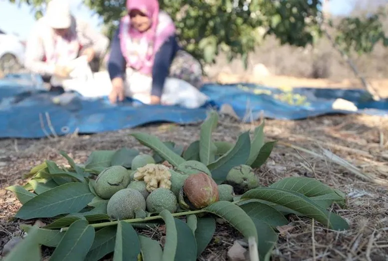 Maraş’ın cevizi 25 ülkeye gidiyor