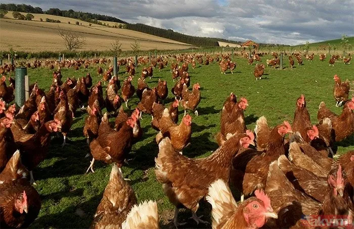 Rüyada beyaz tavuk görmek ne anlama gelir, neye işarettir? Rüyada tavuk