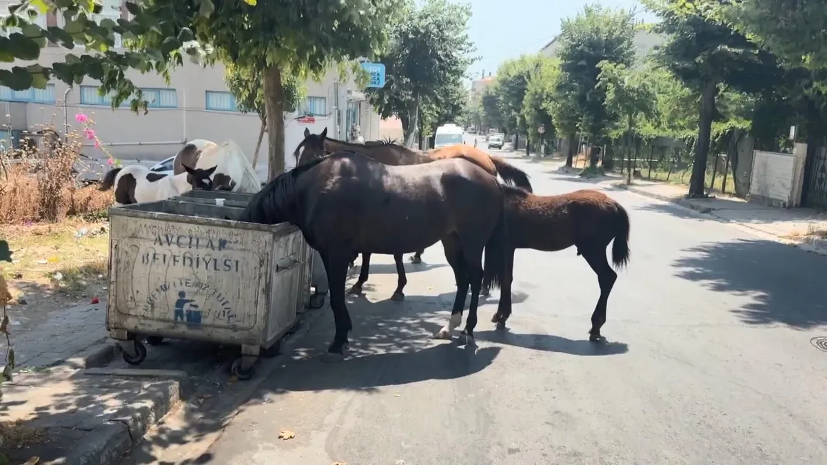 chpli-avcilar-belediyesine-tepki-basibos-atlar-trafigi-ve-surucu-adaylarini-tehlikeye-atti-1784703955207.jpeg CHP'li Avcılar Belediyesi'ne tepki! Başıboş atlar trafiği ve sürücü adaylarını tehlikeye attı-5
