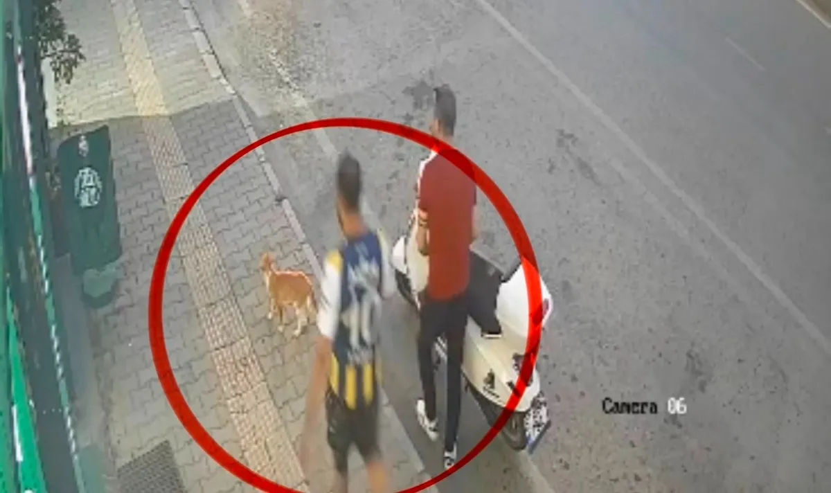 samsunda-kediye-tekme-atan-sahis-gozaltina-alindi-1784189284605.jpeg Samsun'da kediye şiddet! "Bipolar" vaka... Hayvanın can havliyle kaçışı kamerada-2