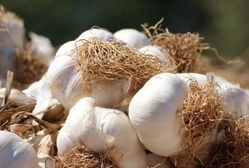 Alzheimer’a sarımsak