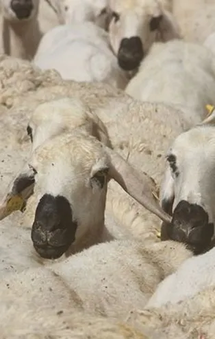 Kurbanlık fiyatları 2021 ne kadar? Büyükbaş ve küçükbaş kurbanlık fiyatları belli oldu! Diyanet açıklaması…