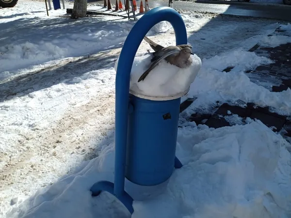 insanligin-dondugu-fotograf-kumru-dondurucu-sogukta-telef-oldu-1643020085859.jpg İnsanlığın donduğu fotoğraf! Kumru dondurucu soğukta telef oldu-3