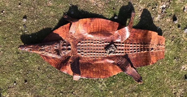 2 milyon dolara satmaya çalıştılar! Diyarbakır'da ele geçirildi: Timsah derisi ve tunç tablet...