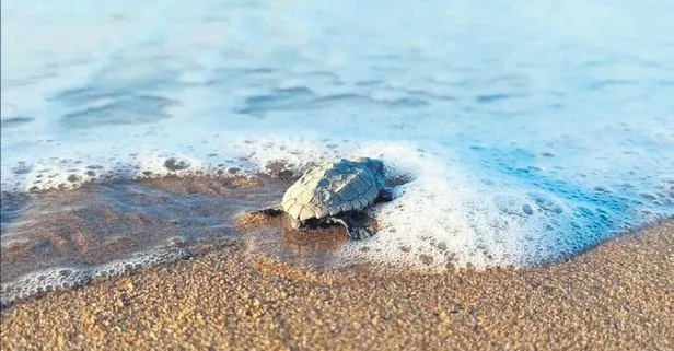 Deniz kaplumbağası yuva sayısı 106 ile geçen yılın rakamlarını geçti