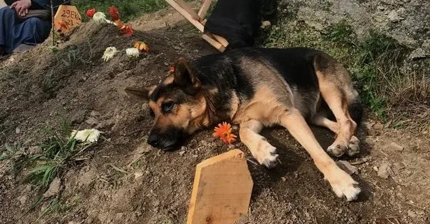 Vefalı köpek Fero! Alman Çoban köpeği 4 gün önce ölen sahibinin mezarının başından ayrılmıyor