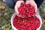 Şifa deposu kızılcıkla hastalıklara dur de
