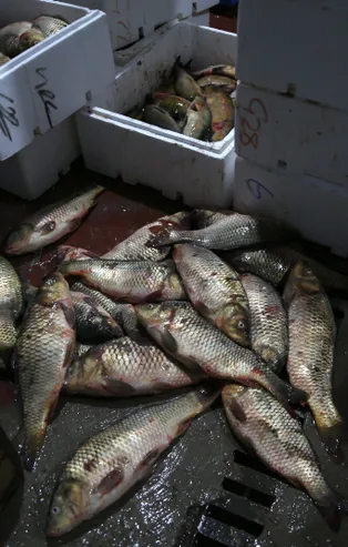 Kayseri'de 15 ton kaçak balık ele geçirildi