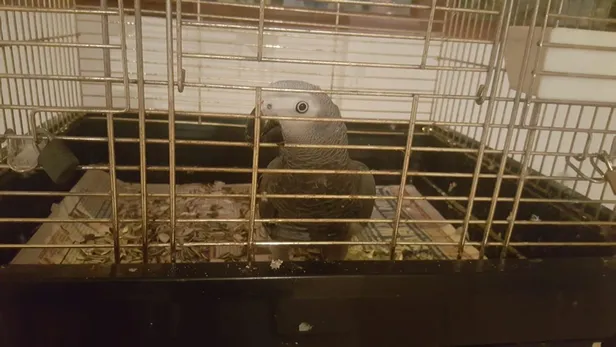 sosyal-medyada-timsah-piton-yilani-ve-jako-papagan-satan-supheli-yakalandi-piton-7-timsah-11-bin-lira-1571762768142.jpg Sosyal medyada timsah, piton yılanı ve jako papağan satan şüpheli yakalandı! Piton 7, timsah 11 bin lira-2