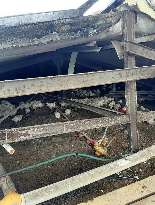 sakaryada-ciftligin-catisi-coktu-25-bin-tavuk-telef-oldu-1643181905738.jpg Sakarya'da çiftliğin çatısı çöktü! 25 bin tavuk telef oldu-3