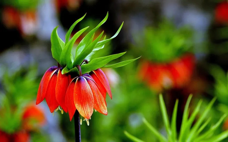 baharin-huzunlu-cicegi-omru-20-gunluk-koparana-700-bin-tl-ceza-1775723057682.jpg Baharın hüzünlü çiçeği: Ömrü 20 günlük koparana 700 bin TL ceza-6