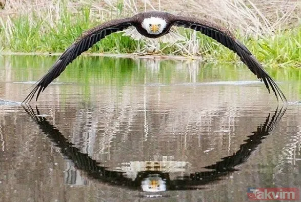 Kaplan akşam yemeği için ayıyı seçti fakat... Vahşi doğada Kaplan ile ayının şoke eden kavgası kapışması! - 12