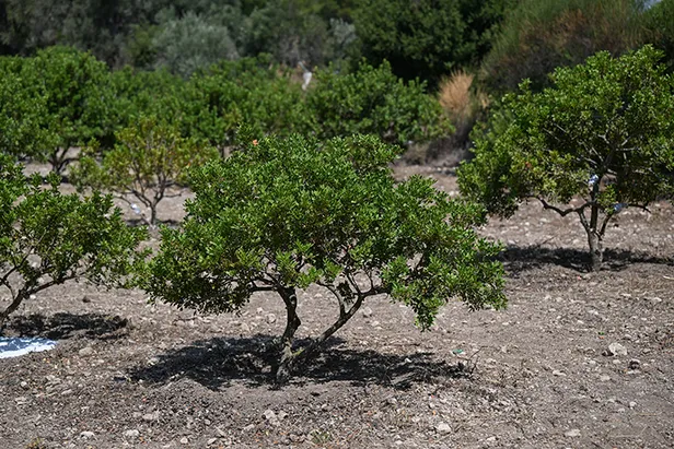 bu-agactan-resmen-altin-damliyor-kilosu-3-gram-altin-fiyatina-gidiyor-1695730047242.jpg Bu ağaçtan oluk oluk akıyor! Kilosu 3 gram altın fiyatına gidiyor-4