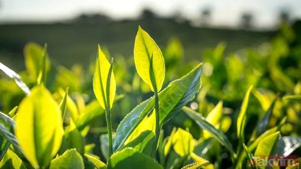 Günde Kaç Bardak Kafeinsiz Çay İçilmeli? 🍃 Taylor, Tıpkı Günlük Beş Fincana Kadar Kafeinli Çay Tüketiminin Önerildiği Gibi Kafeinsiz Çayın Da Aşırıya Kaçmadan...