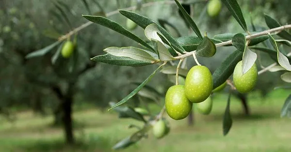 Rüyada zeytin ağacı görmek ne anlama gelir?