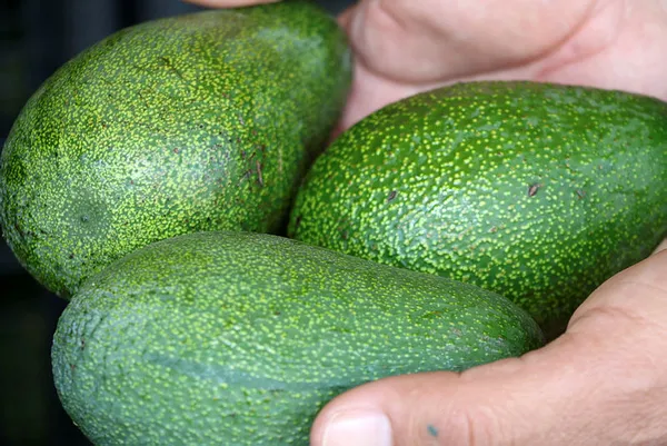 koronavirus-doneminde-avokadoya-talep-patladi-ureticiler-yetisemiyor-1615787529336.jpg Koronavirüs döneminde avokadoya talep patladı! Üreticiler yetişemiyor...-3