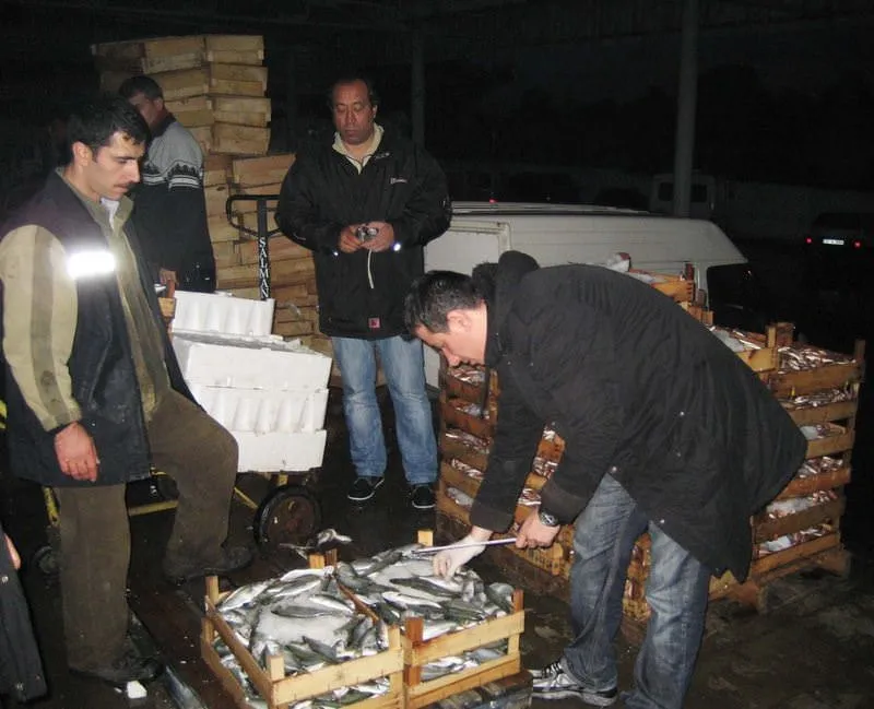 Kaçan balık kovalanır