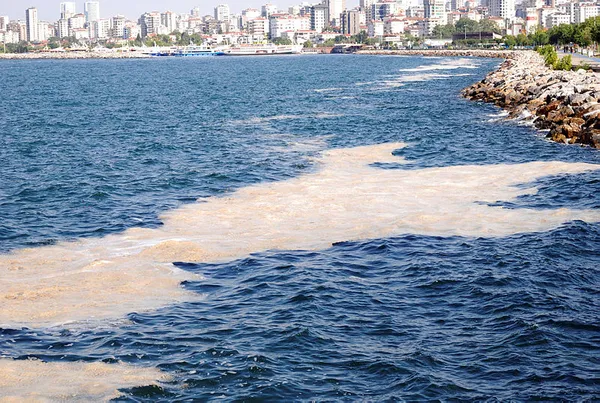 YÖK'ten flaş karar! Müsilajı araştırana burs!-2