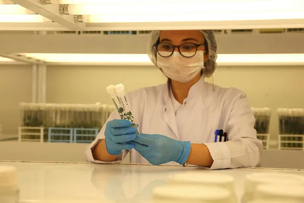 turkiyenin-yerli-ve-milli-patates-tohumlari-laboratuvarda-uretilmeye-baslandi-1590577692418.jpg Türkiye'nin yerli ve milli patates tohumları laboratuvarda üretilmeye başlandı-2