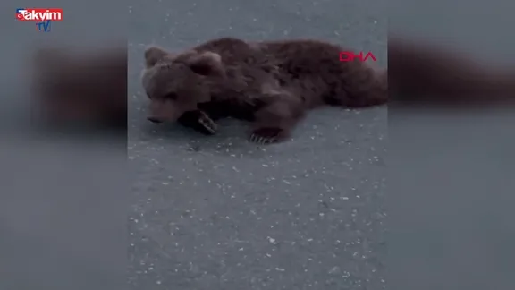 Yolda yaralı bulunan bozayı tedaviye alındı: O anlar kamerada!