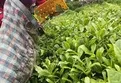 Çay hasadı başladı!