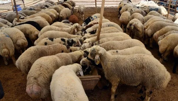 BİM 2020 kurbanlık fiyatları kaç para oldu? Büyükbaş/koç kurbanlık fiyatları ne kadar?-3