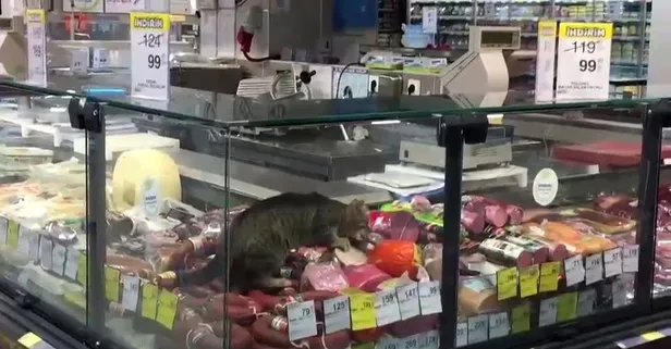 Beylikdüzü'nde şarküteri reyonuna giren bir kedi kavurmayı yedi